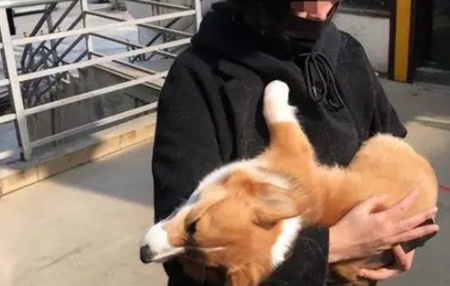 “我不能生育了!”贵州柯基被打死后续:狗主人崩溃哭喊自曝隐私