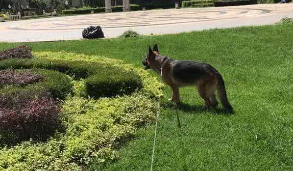 两年半的德牧犬,居然成了一只杀手,伤心