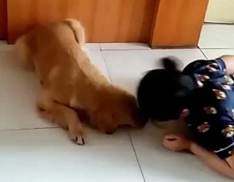 主人测试狗狗,自己装死倒地,狗狗的举动很暖心!