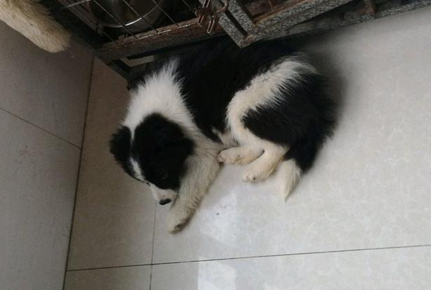 天寒地冻里捡到只流浪犬,见到它勤奋要讨好的样子,男孩儿于心不忍