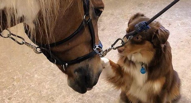 自打和马儿变成好朋友,牧羊犬每天都能享有马式推拿,这波赚了