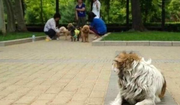 同为比熊犬,命运竟千差万别,流浪比熊的眼里满是羡慕!