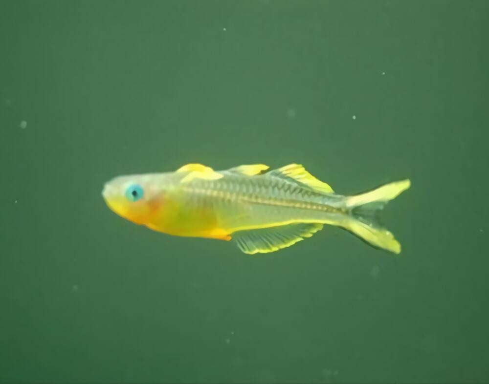 霓虹燕子身份信息