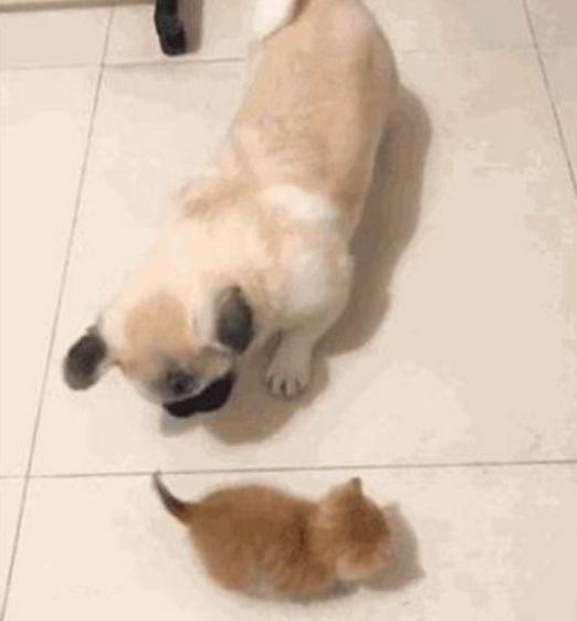 亲人都挺宠溺小橘猫,却让家中的狗狗发脾气,这货一逮着机遇就欺压它