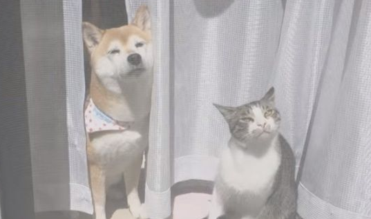 猫狗好朋友门边晒太阳 暖烘烘超舒服的感觉