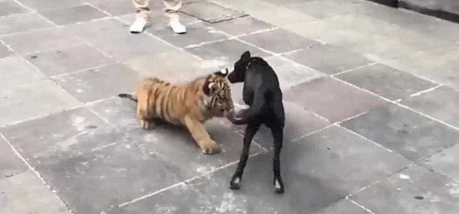 狗狗撩拨小老虎,老虎气炸了,汪:撸猫真好玩