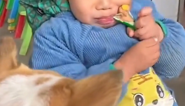 狗子抢了小孩的火腿肠,撒腿就跑!