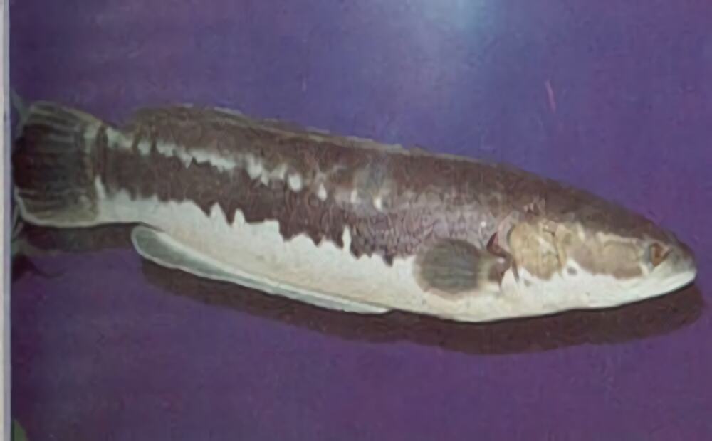 茅尖鱼身份信息