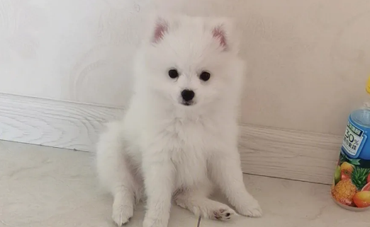 陪伴我的博美犬突然走了,博美犬的寿命到底有多长?
