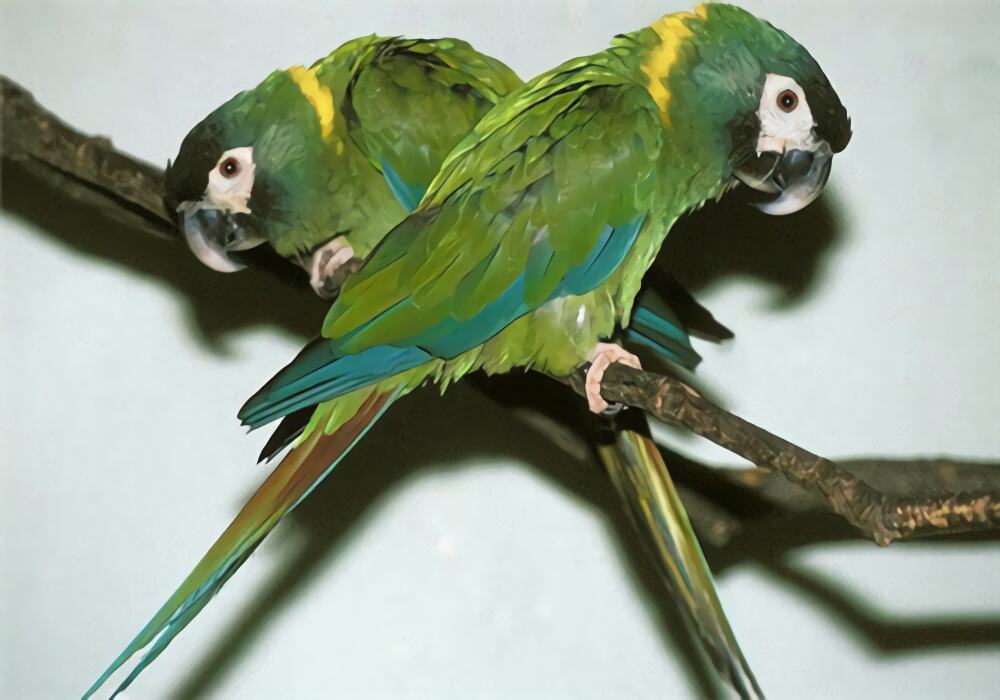 金领金刚鹦鹉身份信息