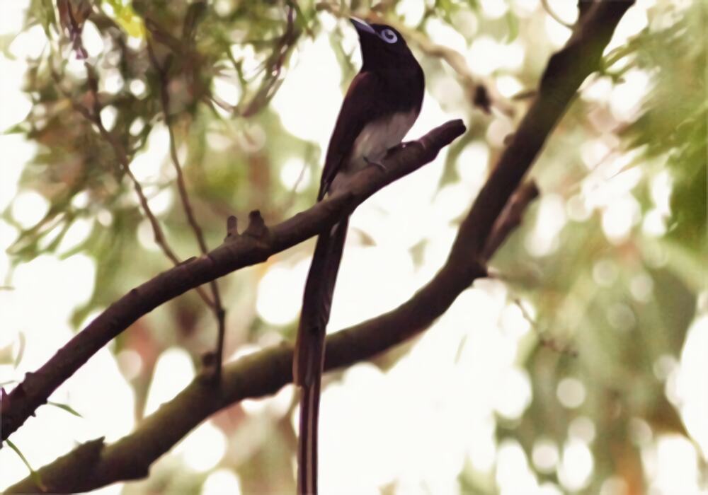 紫寿带身份信息