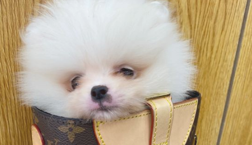 博美很喜欢跟主人家逛街,把它装在包内很便捷,狗:吸睛率太高