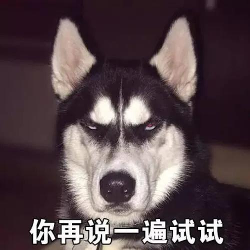 如何一句话证明你养了狗？