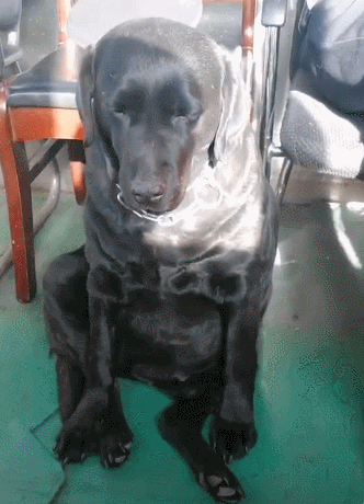 警犬拉拉刚出完任务,累的摇摇欲坠,再累也不趴着睡,辛苦了狗狗