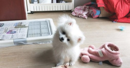 网友被博美看不上了，家中那么乱都不收拾，狗：还比不上个狗窝