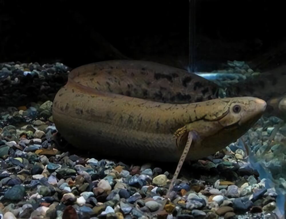 非洲肺鱼身份信息