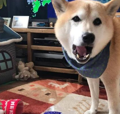 圣诞给秋田犬提前准备袜子,直到狗狗醒来时神情诧异