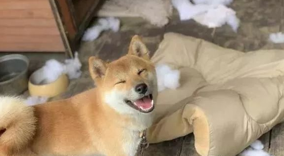 柴犬咬烂布娃娃棉絮满是地,一瞬间作出的反映真是是柴界金马影帝!