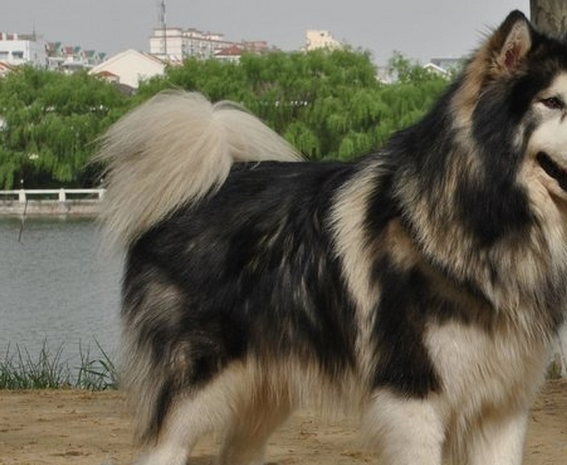 一只大型犬被吉娃娃吓哭,模样十分委屈,主人却忍不住笑了