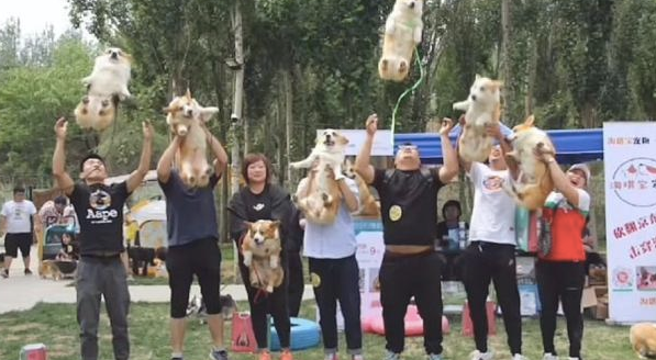 主人家怀着自己柯基合照,在其中许多人将狗丢到半空,柯基变直升机?