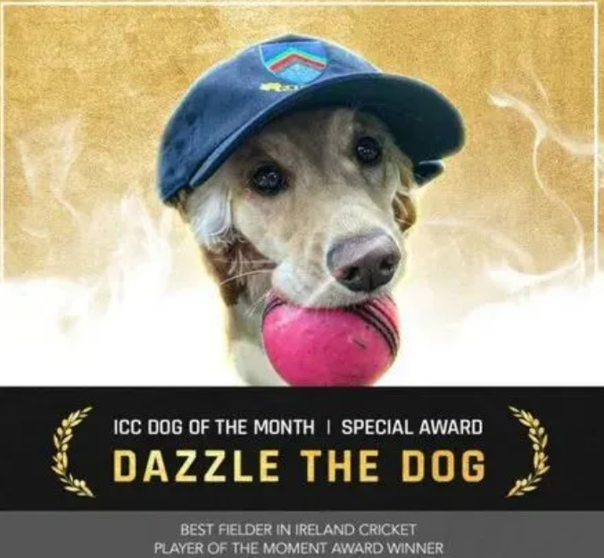 狗狗闯进板球比赛后，居然意外获封MVP！