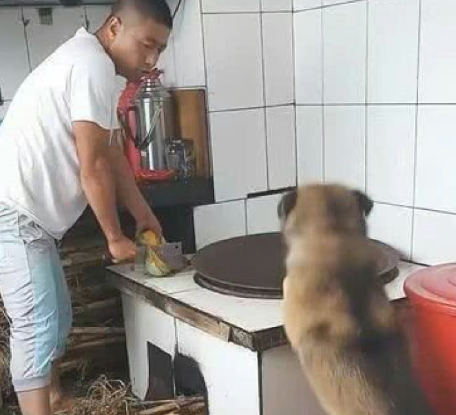 见主人磨刀霍霍向小兔子,狗狗立刻整体实力护朋友,一个行为看傻主人