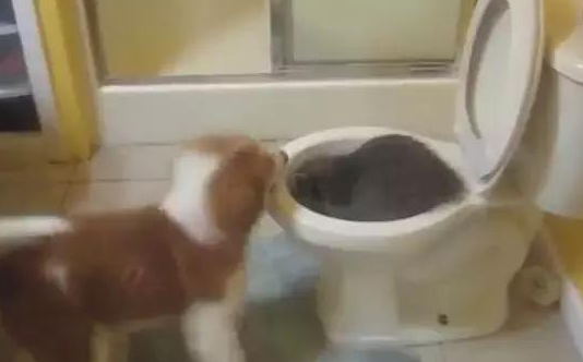 小浣熊把坐便器当窝,狗狗如何劝也不听,能随时随地洗食材的地区多难能可贵