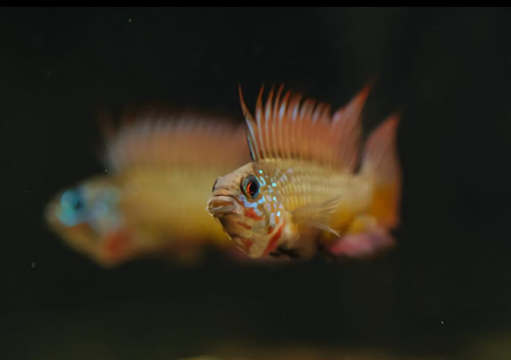 白蓝特短鲷身份信息