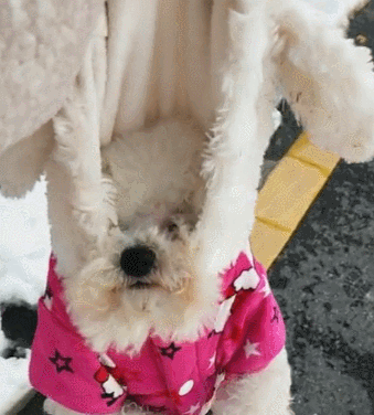 狗狗和主人去堆雪人,输掉以后,那样耍无赖不愿回家!