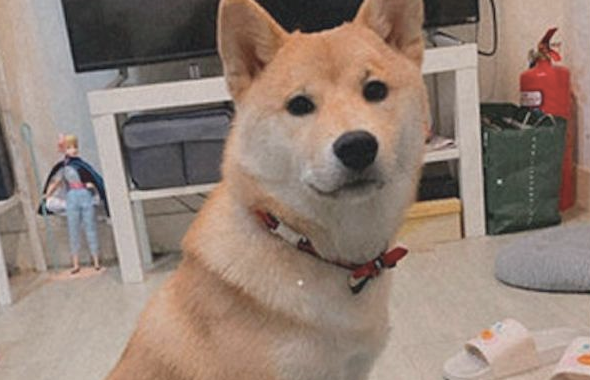 柴犬模仿主人家里叼着烟,这模样好社会发展啊!狗:还不帮我点上!