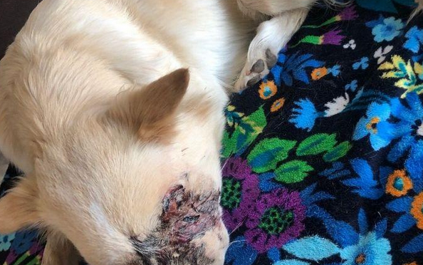 狗狗出门时被蛇咬了，主人家网上进行寻求帮助，却遭受了网民们的提出质疑