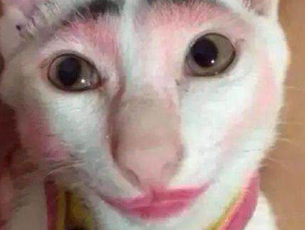 时代变了,现在猫咪的天敌不是狗,而是…