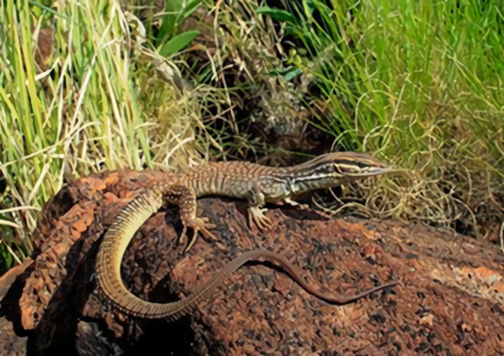 刺尾巨蜥身份信息