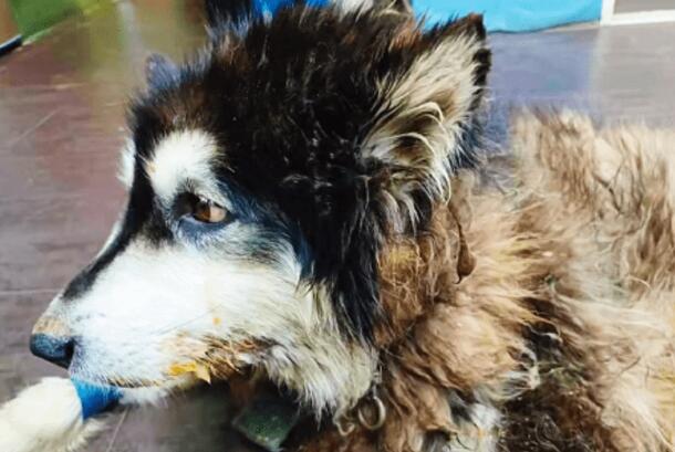 被主人抛弃的阿拉斯加犬,生命永远停在了3岁