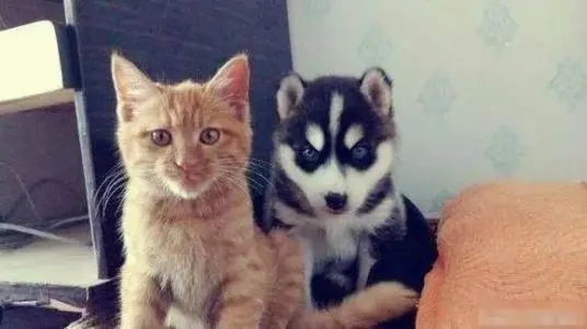 哪种宠物像猫 | 主人养了只奇葩宠物,像猫不叫猫像狗却不是狗
