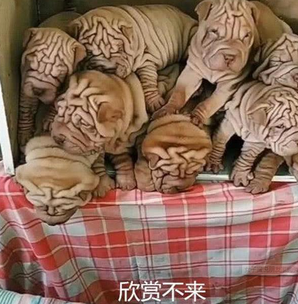 女子据说朋友家狗狗生了仔,本想带只回家了养:开门后一瞬间消除念头