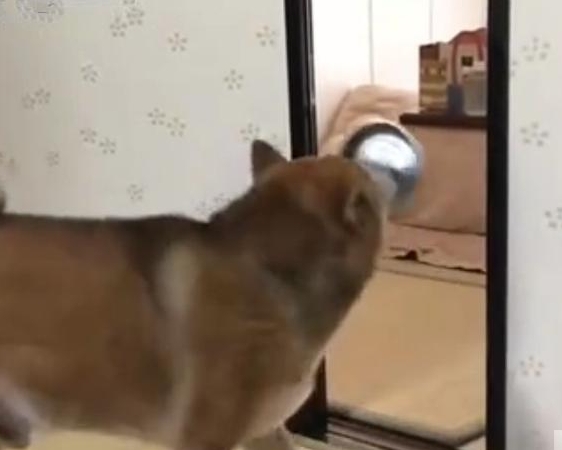 最霸气的柴犬，一旦饿了就叼着饭碗出来，摔到主人面前要求盛饭