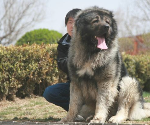 称为“犬中之王”的狗,体型是世界上最大,藏獒也打但是它!