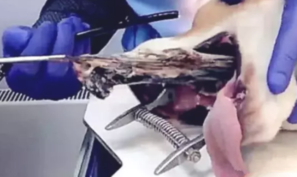 狗狗乱进食，透視发觉了胃里的脏东西，一看主人羞红了脸