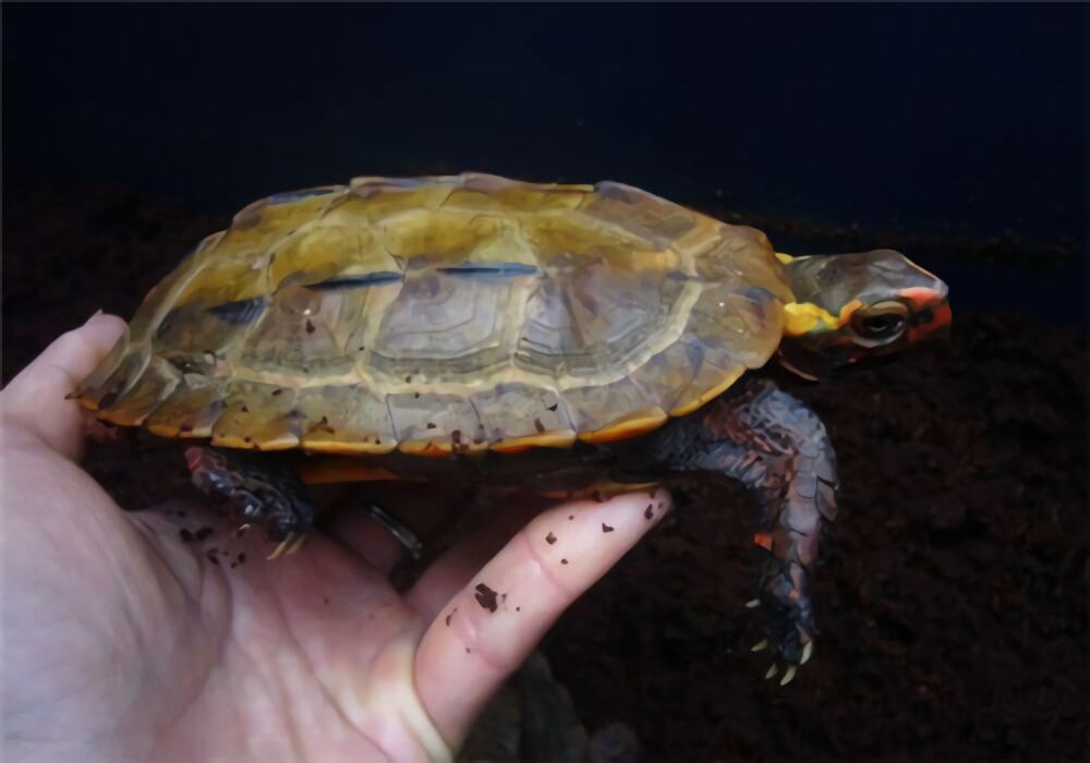 日本地龟身份信息