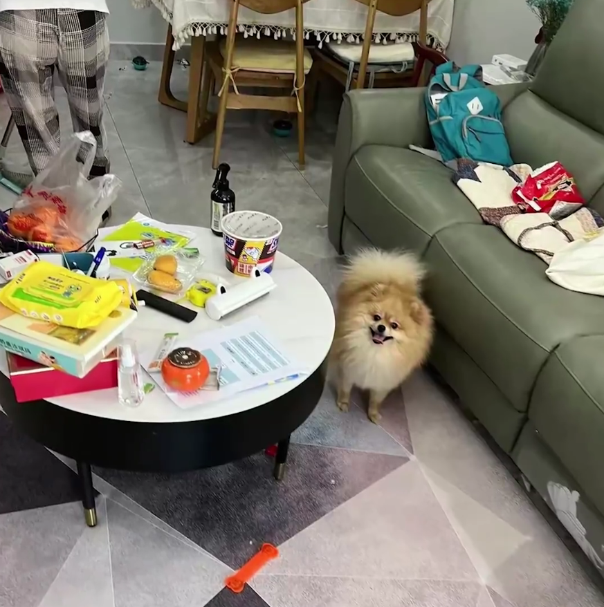 父母被封控,13岁孩子带猫狗独居66天,还把“狗和猫都养胖了”!