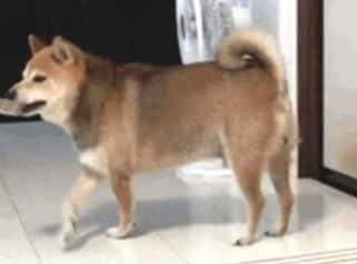 主人忘掉给柴犬喂食,柴犬气的丢碗,甩碗的姿势笑到主人肚子痛