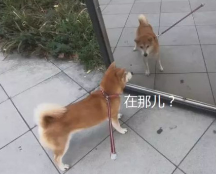 柴犬照镜子后开始不得劲了,还和自身发生争执:里边的家伙快出来!