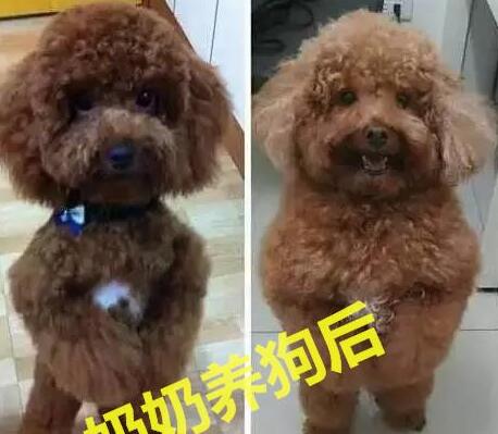 因参加高考,老妈把金毛给乡下奶奶带,再见狗时哭出声
