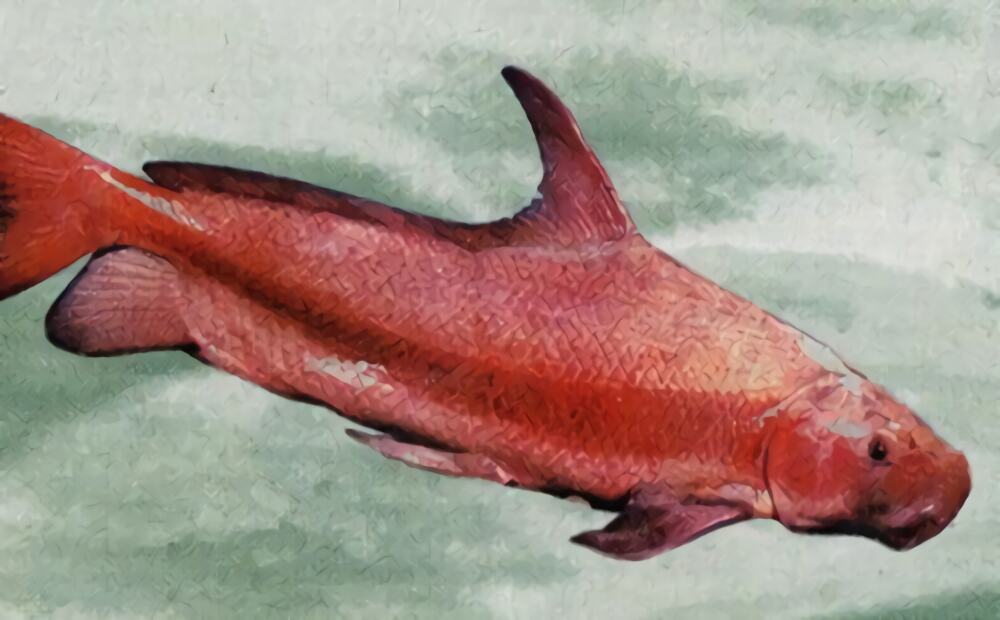 胭脂鱼身份信息