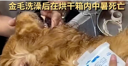 深圳一宠物狗洗澡后,疑因烘干不当死亡?宠物医院回应