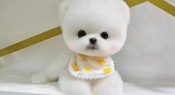 茶杯犬的寿命有多长