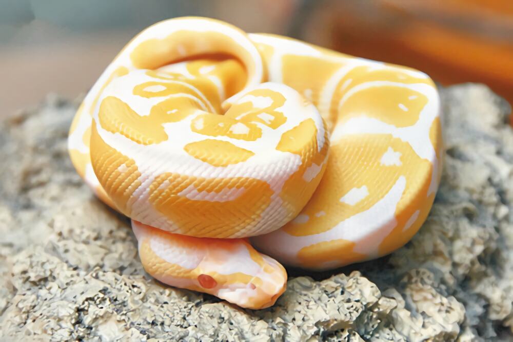 白化球蟒身份信息