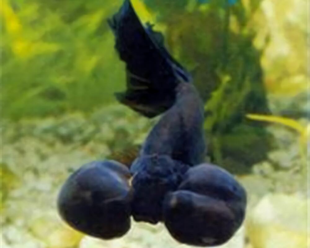 扯旗黑水泡身份信息