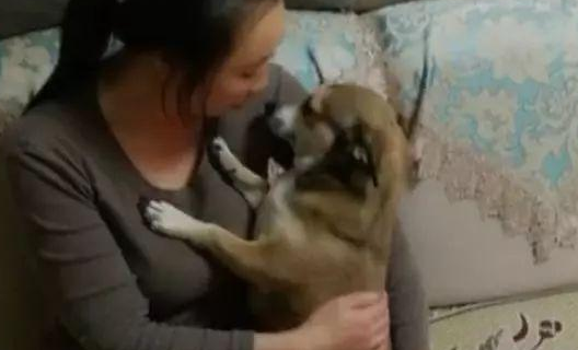 狗子被男主人一顿揍后,委屈的钻入女主人怀中发牢骚,萌化了